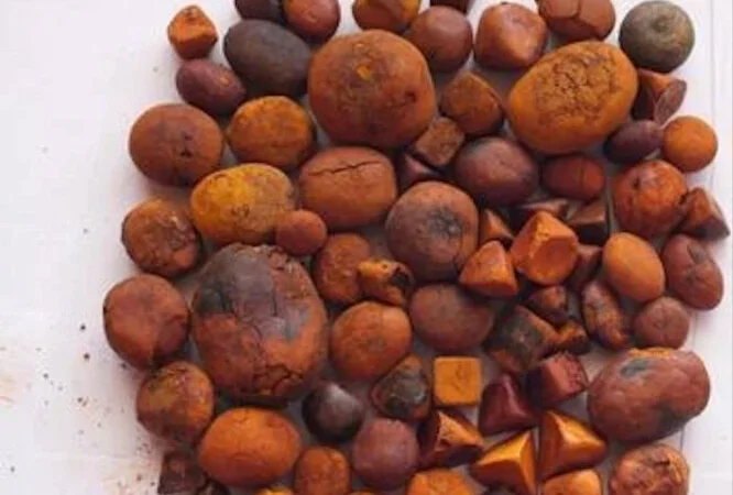 Куплю жовчні камні крупної рогатої худоби - фото № 1