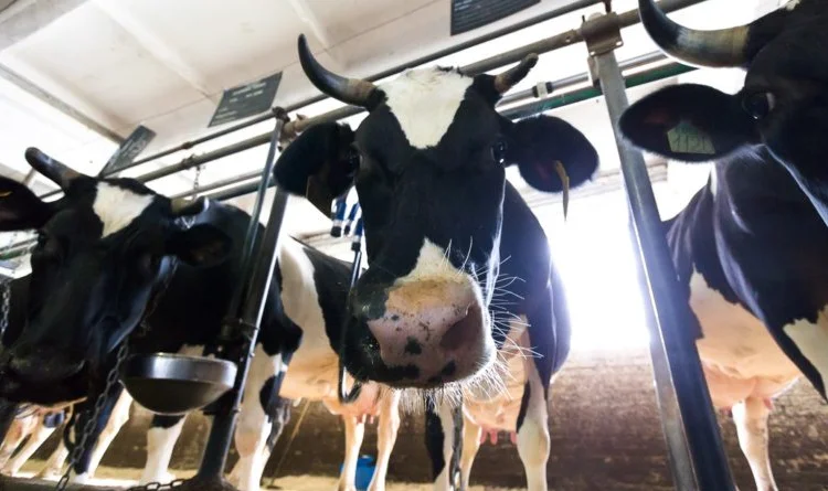 Куплю ферму ВРХ - фото № 2