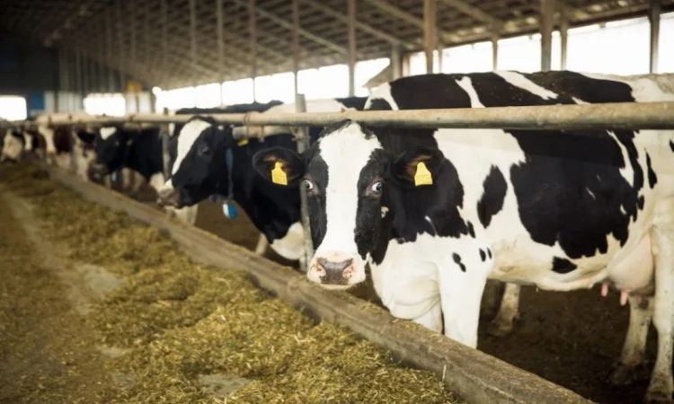 Продам ферми ВРХ - фото № 1