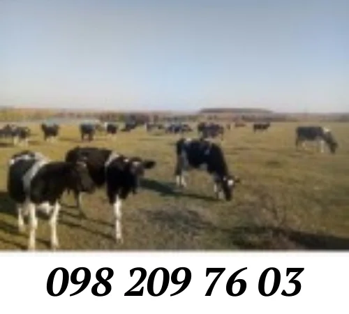 Куплю дійних корів на утримання від господарств - фото № 1