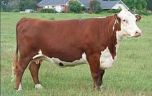 Куплю КРС - фото № 1