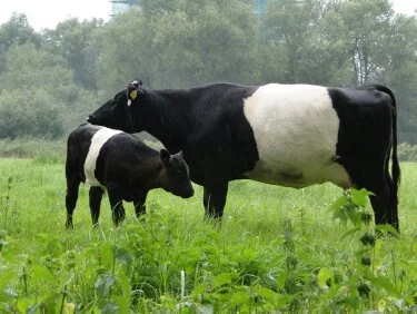 Коровы, Быки, молодняк КРС ДОРОГО - фото № 1