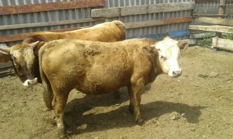 Закупка быков и коров в Харькове - фото № 1