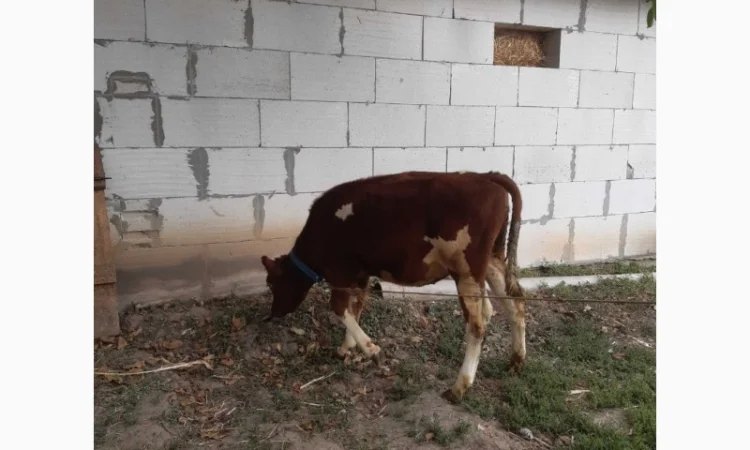 Продам теличка 5 місячна. Червоноряба - фото № 1