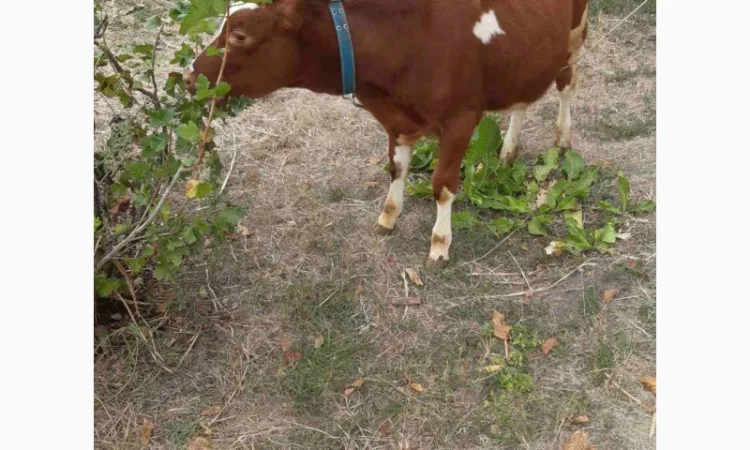 Продам теличка 5 місячна. Червоноряба - фото № 3