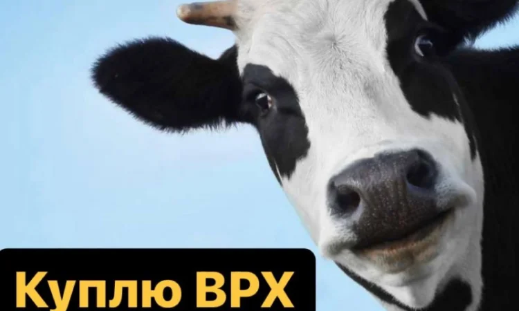 Куплю ВРХ Дорого. Корови на молоко, бички на м'ясо - фото № 1