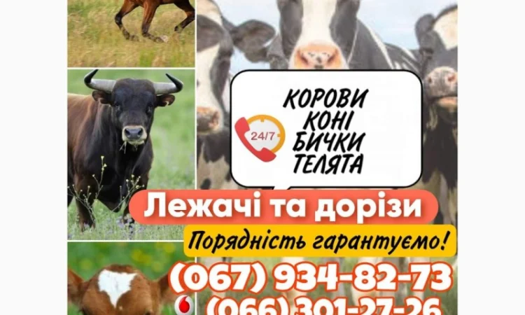 Закупівля ВРХ(корови, коні, бички, телята) - фото № 1