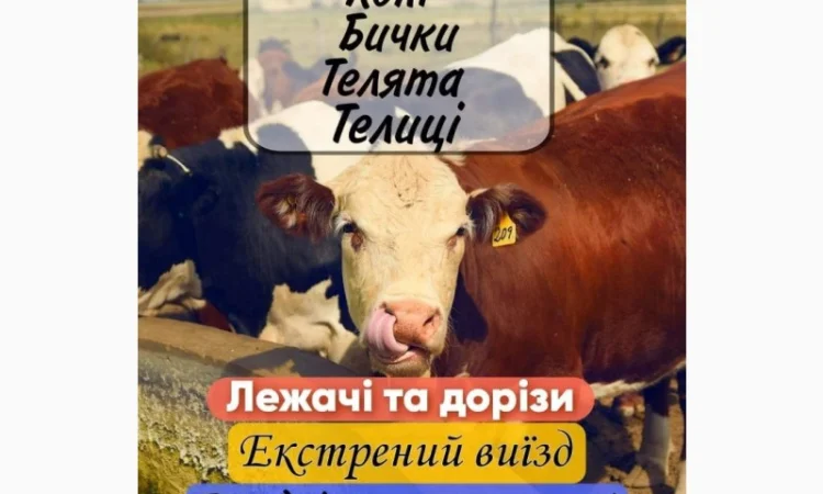 Закупка ВРХ - фото № 1