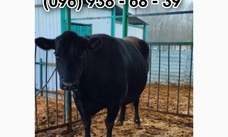 Закупівля ВРХ - фото № 1