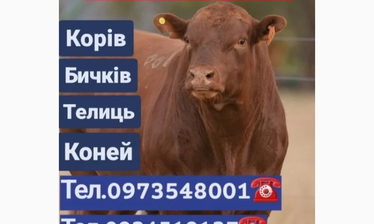 Заготівля ВРХ - фото № 1