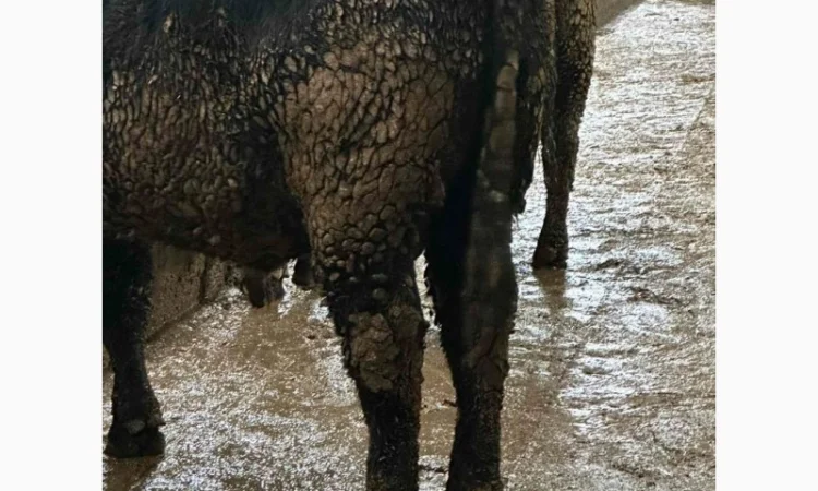 Куплю ВРХ - фото № 1