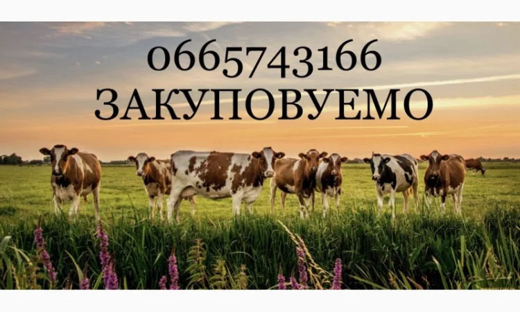 Куплю ВРХ - фото № 1