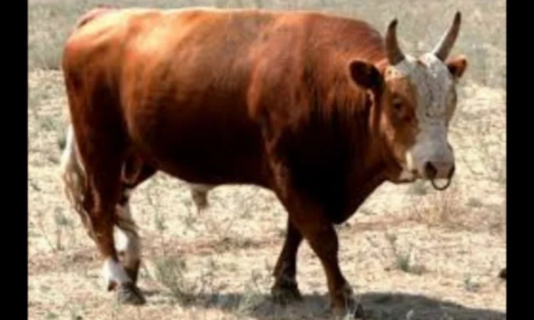 Куплю ВРХ Коней, Черкаська, Кіровоградська обл - фото № 1