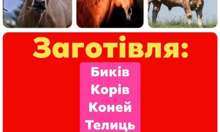 Заготівля ВРХ(Немирів, Гайсин, Іллінці, Погребище, Теплик, Тульчин, Липовець, Оратів, Христинівка) - фото № 1