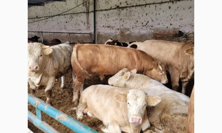 Куплю КРС на постоянной основе на експорт - фото № 1