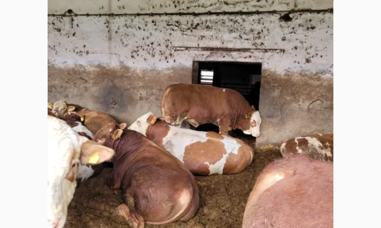 Куплю КРС на постоянной основе на експорт - фото № 2