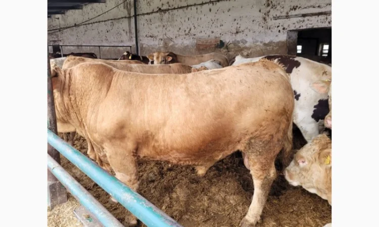 Куплю КРС на постоянной основе на експорт - фото № 3