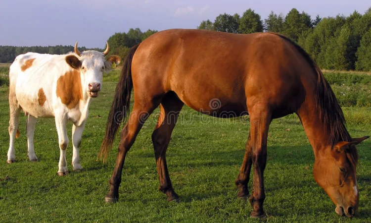 Заготовка ВРХ. Корови, Коні, Бики, Телиці, Телята, Лошата - фото № 1