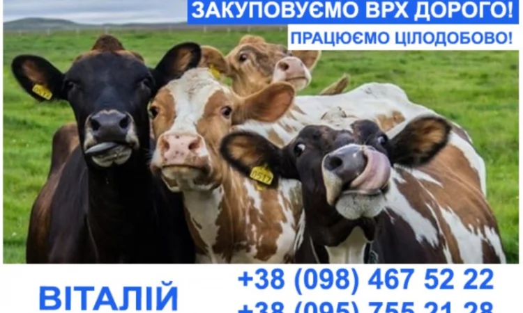 Покупаем коров и молодняк - фото № 1