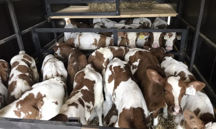 Телята 50-60кг - фото № 1