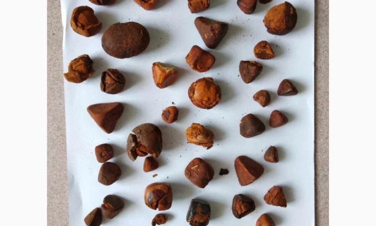 Жовчні камені великої рогатої худоби! купуємо дорого - фото № 1