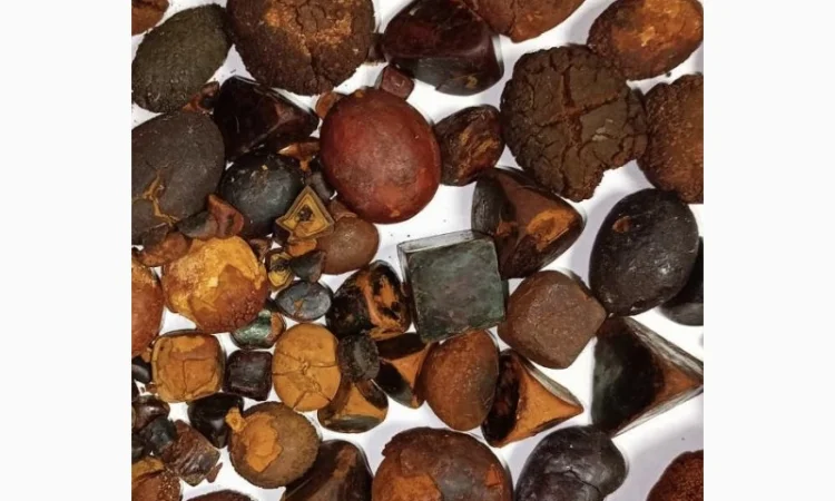 Дорого купуємо жовчні камені великої рогатої худоби - фото № 1