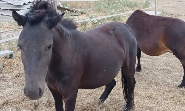 Продам пони - фото № 1