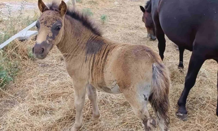 Продам пони - фото № 2