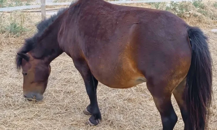 Продам пони - фото № 3