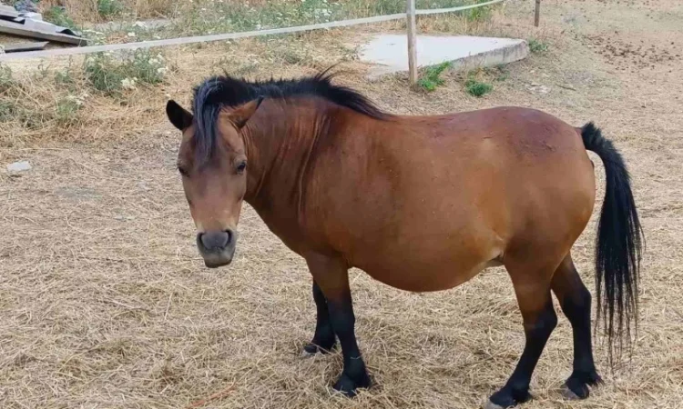 Продам пони - фото № 4