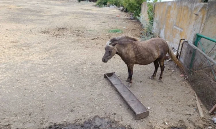 Продам пони - фото № 5