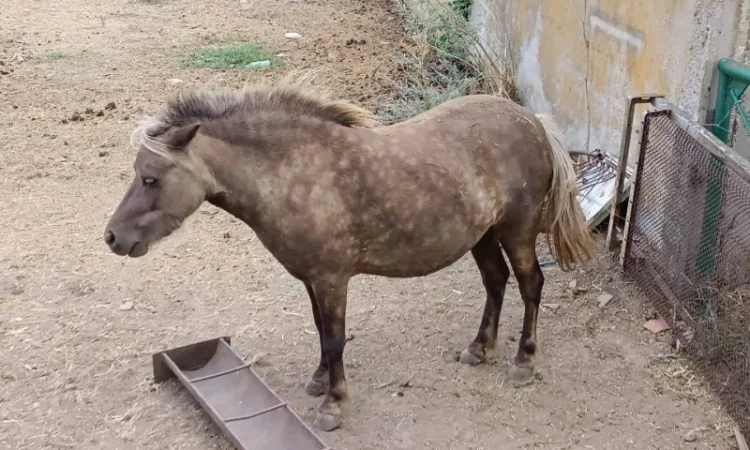 Продам пони - фото № 6