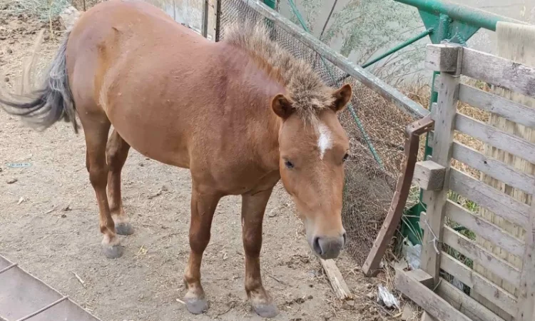 Продам пони - фото № 7