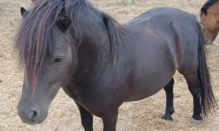 Продам пони - фото № 8