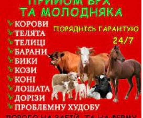 Заготівля врх та коней на мясо та тримання - фото № 1