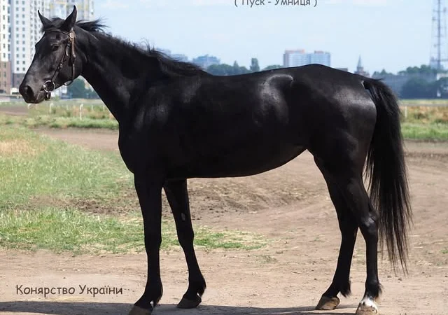 Продаеться гарна молода кобила - фото № 1