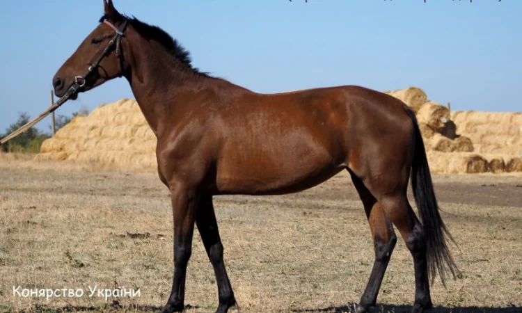 Українська рисиста кобила на продаж - фото № 1