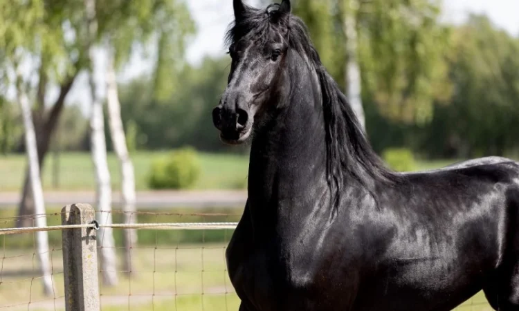 Фрізи завжди в наявності - фото № 1