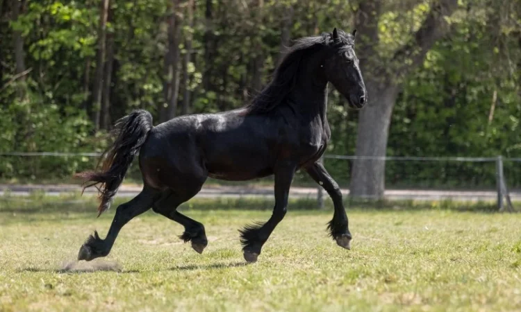 Фрізи завжди в наявності - фото № 2