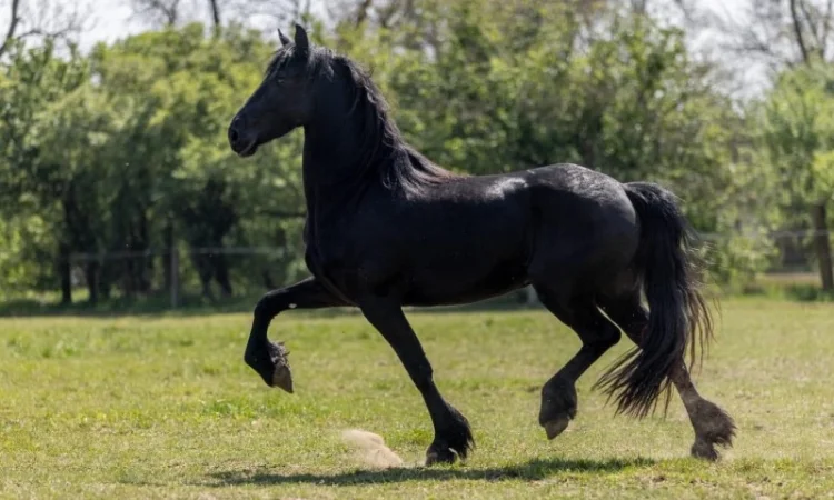 Фрізи завжди в наявності - фото № 3