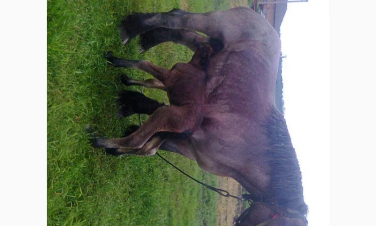 Лошади породы Брабансон - фото № 5