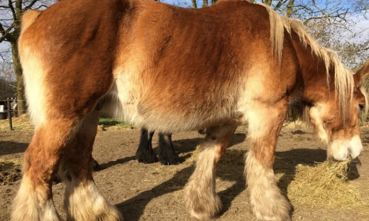 Лошади породы Брабансон - фото № 6