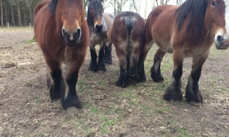 Лошади породы Брабансон - фото № 7