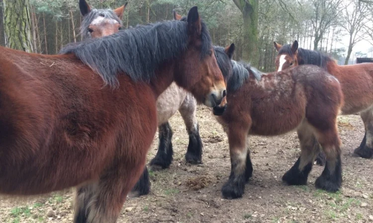 Лошади породы Брабансон на продажу - фото № 8