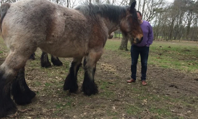 Лошади породы Брабансон - фото № 8