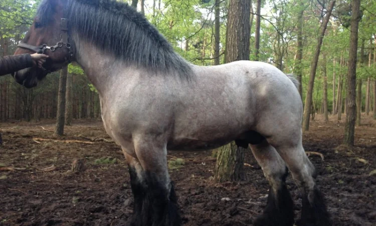 Лошади породы Брабансон - фото № 1