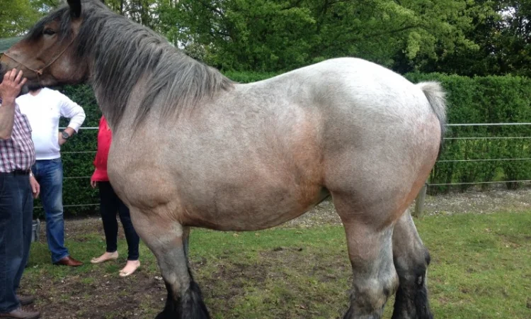 Лошади породы Брабансон - фото № 3
