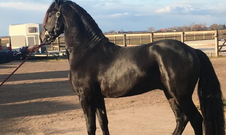 Продам лошадь породы Фриз - фото № 1