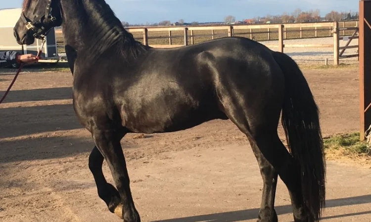 Продам лошадь породы Фриз - фото № 2