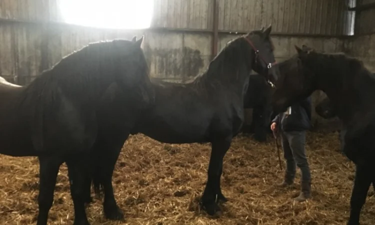 Продам лошадь породы Фриз - фото № 3